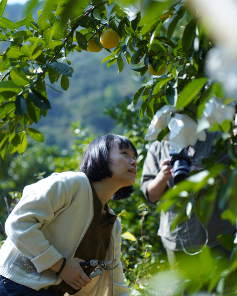 南涌山檸柑樹蛋糕 The Nam Chung Citrus Tree