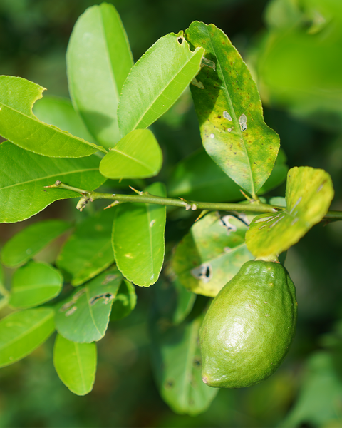 暫停供應-手摘香水檸檬撻