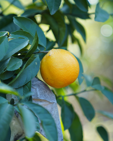 Bite&Chill 山檸柑慕斯蛋糕