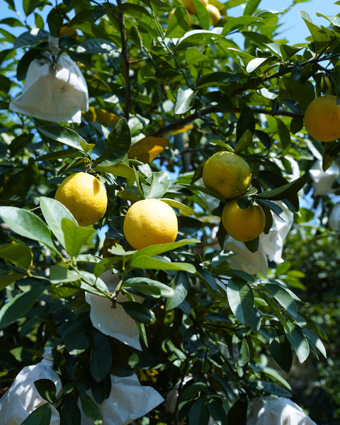 南涌山檸柑樹蛋糕 The Nam Chung Citrus Tree